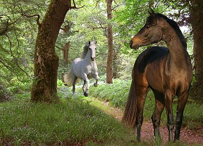 природа, леса, животные, лошади - оригинальные обои рабочего стола