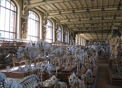 анатомия, скелеты, музей - обои на рабочий стол