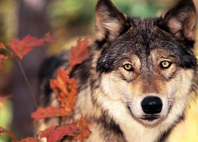 животные, волки - случайные обои для рабочего стола