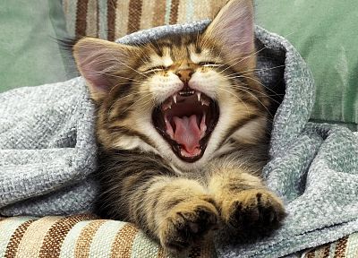 кошки, зевает - случайные обои для рабочего стола