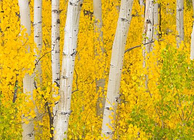 горы, природа, деревья, леса, листья, скалы, на открытом воздухе, золотой, Колорадо - обои на рабочий стол
