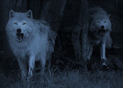 волки - случайные обои для рабочего стола