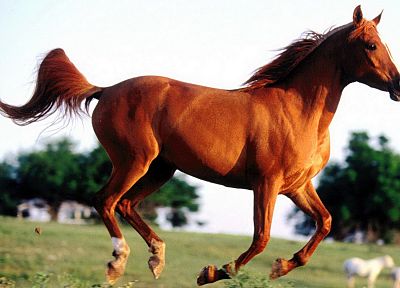 животные, лошади - похожие обои для рабочего стола