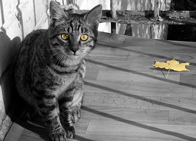 кошки, животные, листья, желтые глаза, выборочная раскраска - обои на рабочий стол