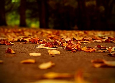 осень, листья, глубина резкости, опавшие листья - обои на рабочий стол
