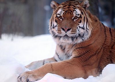 животные, тигры, живая природа - обои на рабочий стол