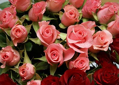 цветы, розовый цвет, розы - обои на рабочий стол
