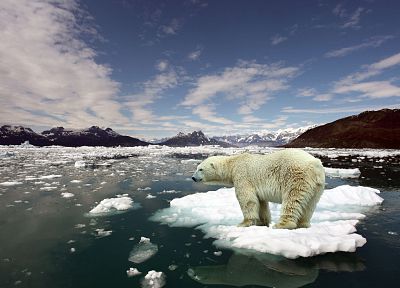 лед, животные, арктический, плавучие острова, белые медведи - случайные обои для рабочего стола