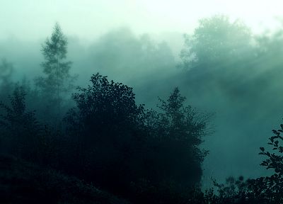 природа, леса, туман - обои на рабочий стол