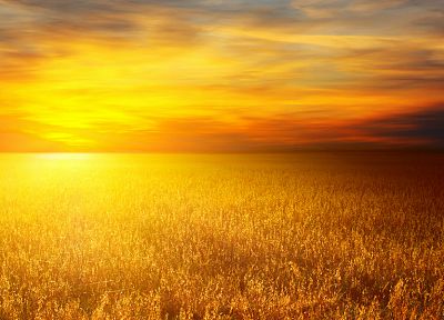 Солнце, пшеница - случайные обои для рабочего стола