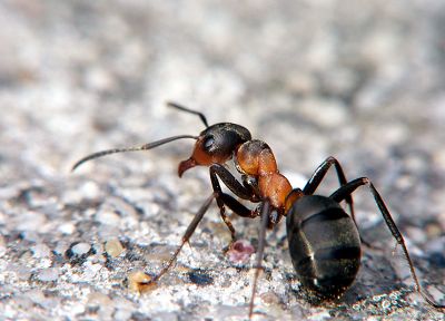 насекомые, муравьи - обои на рабочий стол