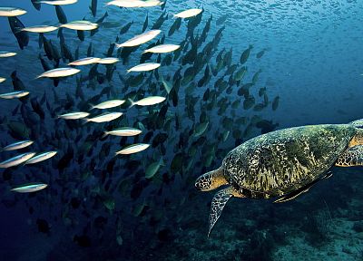 рыба, тропический, риф, морские черепахи, под водой - случайные обои для рабочего стола