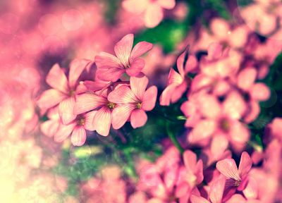 природа, цветы, розовый цвет - случайные обои для рабочего стола