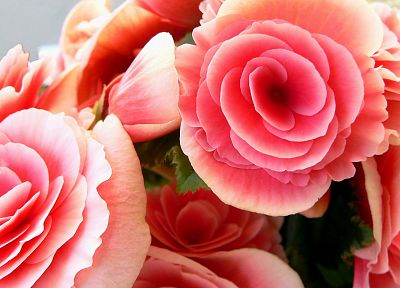 цветы, розы, розовые цветы, розовые розы - оригинальные обои рабочего стола