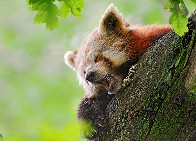 природа, животные, Firefox, красные панды - оригинальные обои рабочего стола