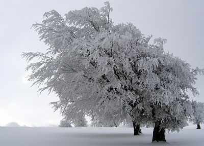 зима, снег, деревья - обои на рабочий стол