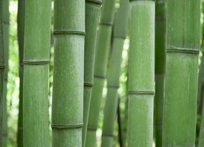 бамбук - случайные обои для рабочего стола