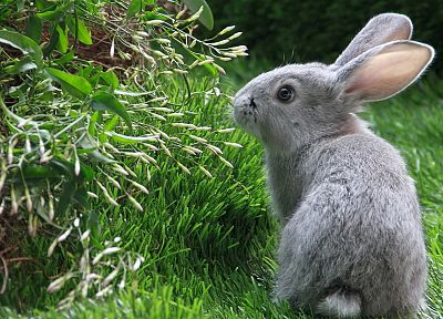 кролики, животные, трава, кролики - оригинальные обои рабочего стола