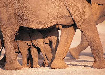 животные, слоны, слоненок, ребенок животных - оригинальные обои рабочего стола