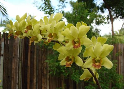 цветы, орхидеи, желтые цветы - обои на рабочий стол