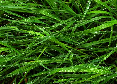 природа, трава, влажный, растения - случайные обои для рабочего стола