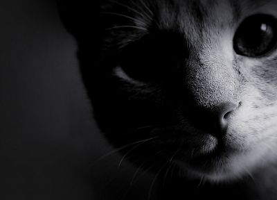 черно-белое изображение, кошки, животные, котята - случайные обои для рабочего стола