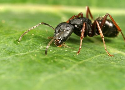 насекомые, муравей - случайные обои для рабочего стола