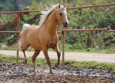 животные, лошади, грязь - обои на рабочий стол