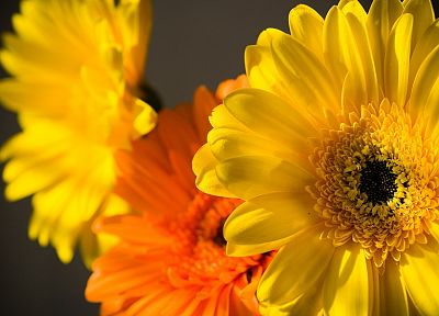 природа, цветы, желтые цветы, хризантемы - случайные обои для рабочего стола