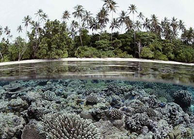 острова, пальмовые деревья, коралловый риф, Соломоновы Острова, сплит- просмотр - обои на рабочий стол