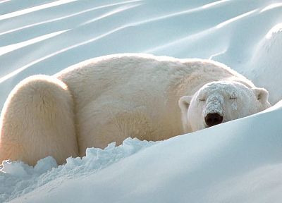 снег, животные, спальный, белые медведи, Artic - обои на рабочий стол