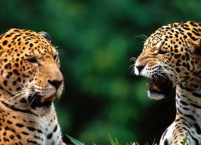 животные, леопарды - оригинальные обои рабочего стола