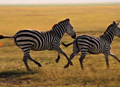 животные, живая природа, зебры - копия обоев рабочего стола