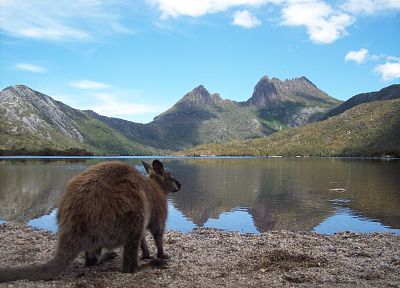 Австралия, озера, Cradle Mountain, кенгуру - случайные обои для рабочего стола