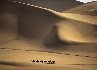 пейзажи, пустыня, верблюдов - случайные обои для рабочего стола
