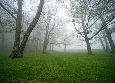 зеленый, природа, деревья, трава, поля, туман, туман - обои на рабочий стол