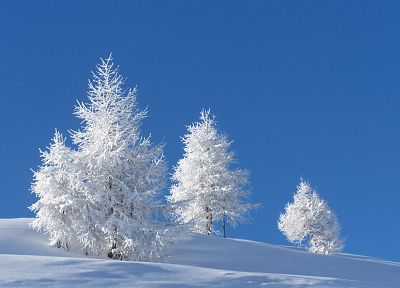 зима, снег, деревья, цветы - случайные обои для рабочего стола