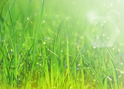 природа, трава, солнечный свет - случайные обои для рабочего стола
