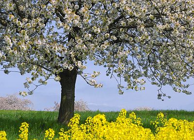 природа, деревья, Германия - случайные обои для рабочего стола