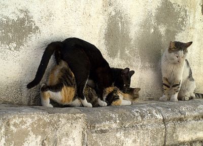 кошки, животные - копия обоев рабочего стола