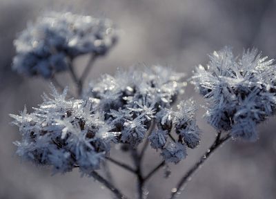 природа, цветы, замороженный - оригинальные обои рабочего стола