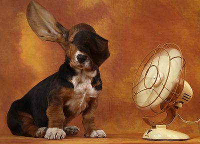 животные, собаки, смешное, вентиляторы - случайные обои для рабочего стола