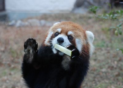 животные, красные панды - случайные обои для рабочего стола