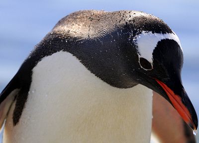 пингвины - случайные обои для рабочего стола
