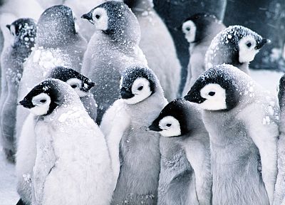 снег, птицы, холодно, пингвины, арктический - обои на рабочий стол