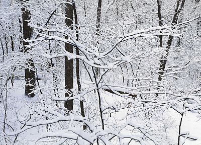 зима, снег, деревья, мультиэкран - случайные обои для рабочего стола