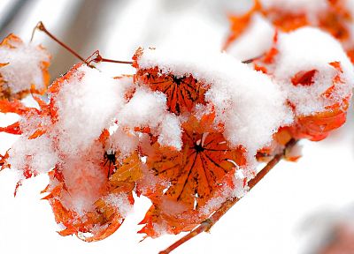 лед, природа, зима, снег, лист, осень, красный цвет, оранжевый цвет, листья, холодно, замороженный - случайные обои для рабочего стола