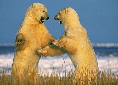 животные, Канада, белые медведи - случайные обои для рабочего стола