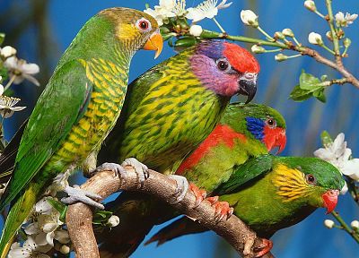 многоцветный, птицы, попугаи - обои на рабочий стол