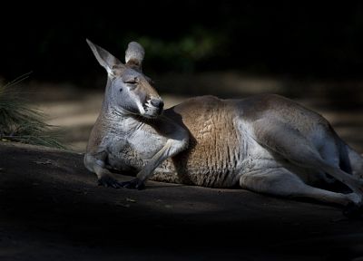 животные, кенгуру - случайные обои для рабочего стола